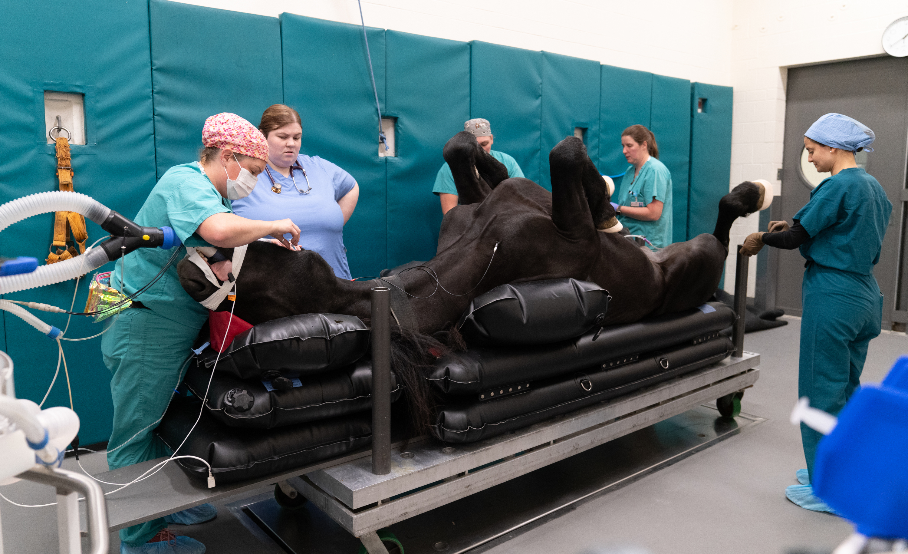 Care | Cornell Equine | Cornell University